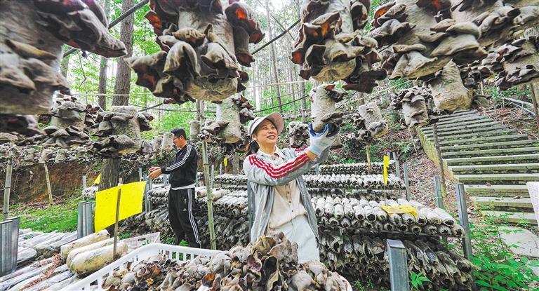 量发展产业调研】林下生金不朽情缘平台推荐【高质(图3)